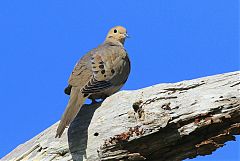 Mourning Dove